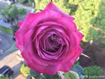 中國十大名花圖片，盤點(diǎn)各種好看的花卉