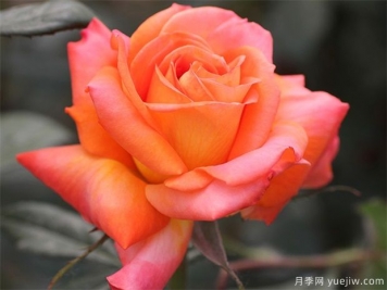 大花月季與豐花月季有什么區(qū)別