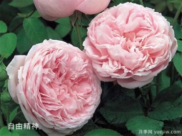 玫粉色的月季品種有哪些？花友必備的10個(gè)月季