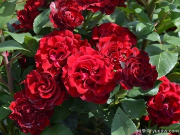 紀(jì)念芭芭拉月季的優(yōu)缺點(diǎn)是什么？