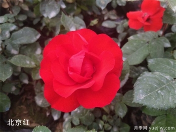 養(yǎng)花怎樣調(diào)節(jié)光照？