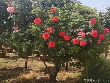 樹狀月季常見病蟲害及其防治辦法有哪些？
