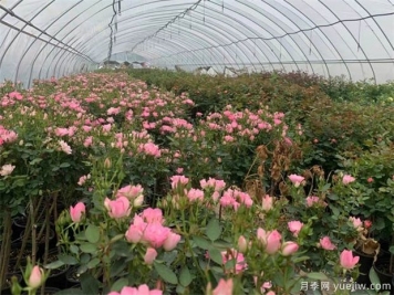各類植物越冬養(yǎng)護技術(shù)措施
