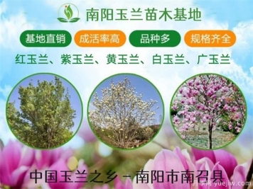 河南廣玉蘭常見的造型有哪些呢？這些造型如何做呢？