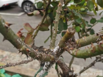 月季枝干上有許多小白點，可能是桑盾蚧在危害