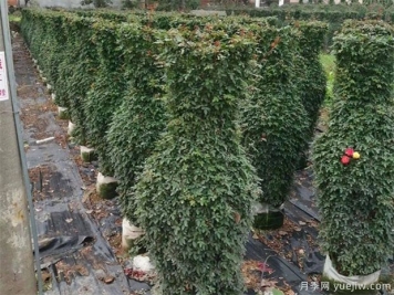 如何防凍園林植物才可以安全越冬？