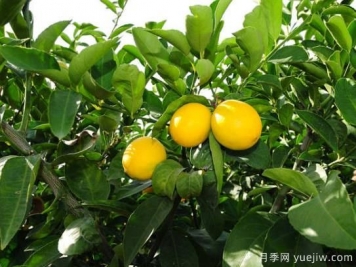 盆栽檸檬樹掉葉子怎么辦？