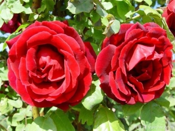 15種室內(nèi)花卉的養(yǎng)護(hù)知識(shí)，月季很好養(yǎng)