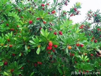 楊梅什么品種比較好？楊梅樹育苗方法