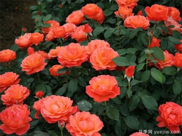 豐花月季怎樣進行蟲害防治的呢？