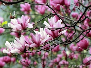 為什么都說鄉(xiāng)土樹種好？