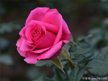 冬天月季要冬剪清園，來(lái)年花多苗壯病蟲(chóng)少