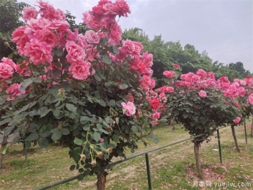 要使月季樹(shù)四季都花香，需做到以下幾點(diǎn)！