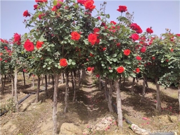 月季花苗怎么修剪？樹(shù)狀月季修剪方法