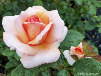 老爺?shù)拿廊嗽录镜膬?yōu)缺點(diǎn)是什么？