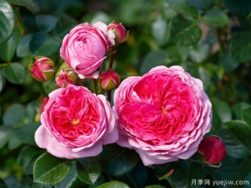 現(xiàn)代藝術月季的優(yōu)缺點是什么？