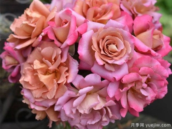 帷幕月季的優(yōu)缺點(diǎn)是什么？