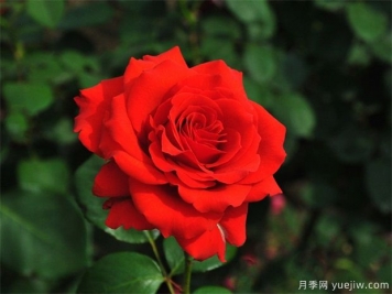 怎么樣讓陽(yáng)臺(tái)上的花開得更鮮艷？