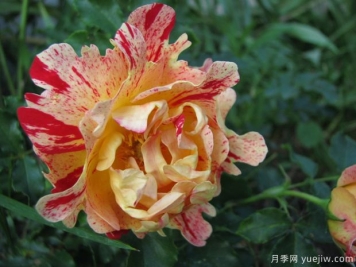 尼梅特月季的優(yōu)缺點(diǎn)是什么？