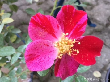紅寶石月季(灌木)