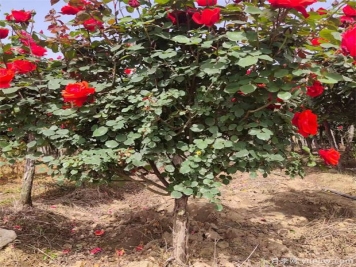 月季花該如何修剪？一定要小心仔細(xì)