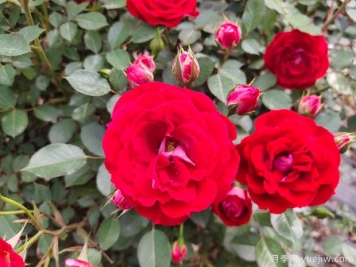 推薦必種的6種藤本月季，花量大長(zhǎng)勢(shì)快，打造花墻超漂亮