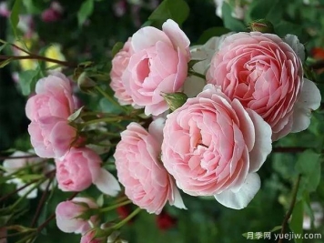 威廉莫里斯月季養(yǎng)護(hù)全攻略