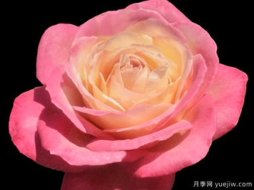 弗朗西絲路易莎月季的優(yōu)缺點是什么？