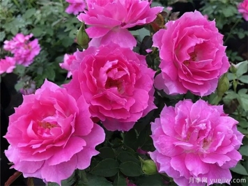 花期長(zhǎng)達(dá)300天，天方夜譚月季的養(yǎng)護(hù)方法