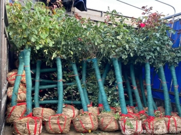 樹狀月季什么時(shí)候移植易成活？移植后有哪些注意事項(xiàng)？