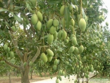 芒果苗多少錢(qián)一株？種一畝小苗成本多少錢(qián)？