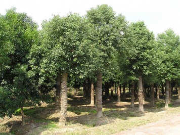 北方種植香樟樹容易發(fā)生凍害后如何進(jìn)行復(fù)壯