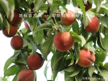 防治果樹(shù)病蟲(chóng)害，選好時(shí)機(jī)效果好