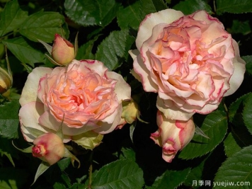 香吻月季的優(yōu)缺點是什么？