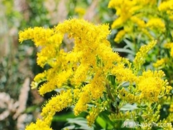 加拿大一枝黃花的危害與防除？
