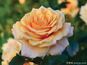 圣特羅佩月季的優(yōu)缺點(diǎn)是什么？