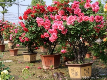 月季花有六大品系，來科普下