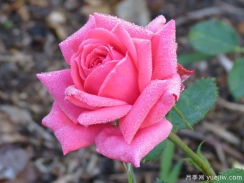 帕梅拉粉紅月季的優(yōu)缺點是什么？