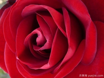 馬琳月季的優(yōu)缺點(diǎn)是什么？