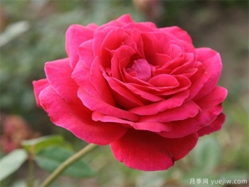 包頭可以種植月季嗎？月季花盛開(kāi)不是夢(mèng)