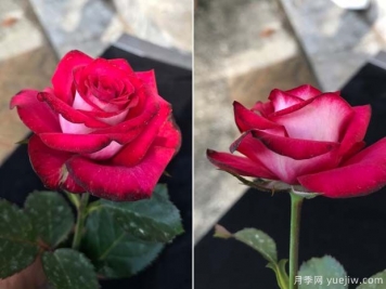 守車(chē)月季的優(yōu)缺點(diǎn)是什么？