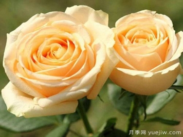 香檳玫瑰的花語是什么？不同朵數(shù)香檳玫瑰花語大全？