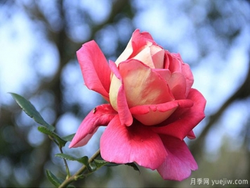一年四季都能開花的花卉有哪些？花卉護理原則