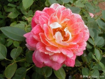 水花飛濺月季(美國(guó))