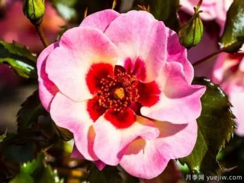 甜蜜巴比倫眼睛月季的優(yōu)缺點(diǎn)是什么？