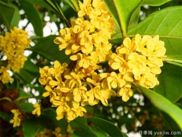 觀花樹種在園林景觀中的應用