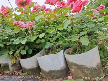 如何養(yǎng)好盆栽月季，如何養(yǎng)爆花？全方位解讀