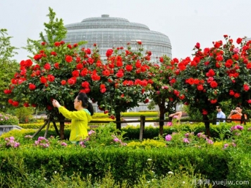 建設(shè)月季花城，讓鄭州月季從盆景走向風(fēng)景