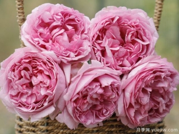 伊芙光月季的優(yōu)缺點(diǎn)是什么？