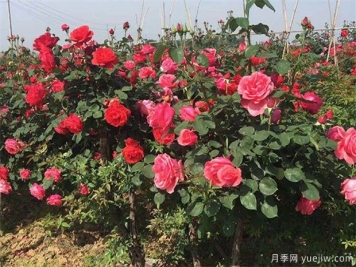 苗木人到南陽實地考察月季，許多人因此發(fā)家致富